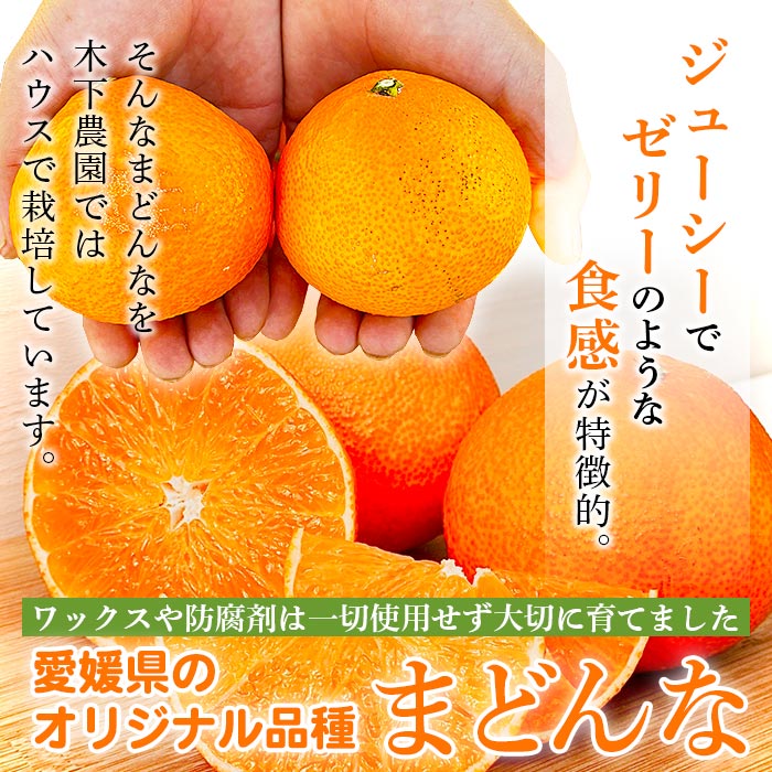 紅まどんなと同品種！＜木下さんちのまどんな 約2.5kg 家庭用＞ 柑橘 みかん ミカン 果物 くだもの フルーツ 不揃い 自宅用 愛媛果試第28号 マドンナ 西宇和 愛媛県 西予市 約2.5kg（寄