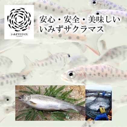 魚 鮭 切身 いみずサクラマス 2枚入×2P(総重量約1.5kg～約1.7kg)おつまみ 弁当 サーモン グルメ 食品/富山県射水市_イメージ2