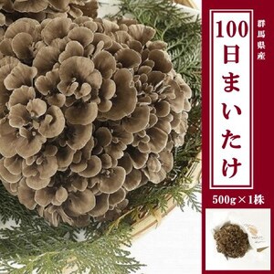100日まいたけ 500g×1株【配送不可地域：離島】【1267431】