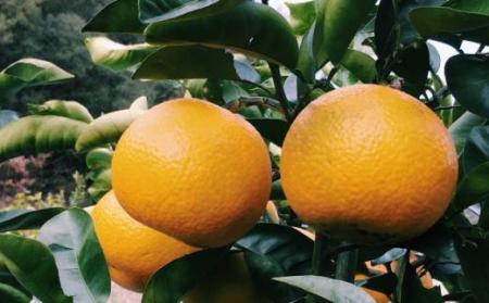 【手選果】有田産の八朔10kg（Lまたは2Lサイズいずれかお届け）★2024年1月中旬より順次発送