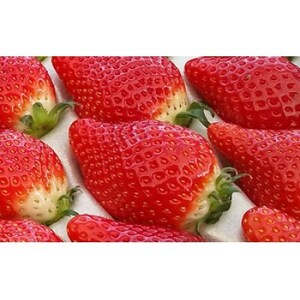 とちひめ　計600g(300g×2パック)【配送不可地域：離島・北海道・沖縄県・中国・四国・九州】【1712831】