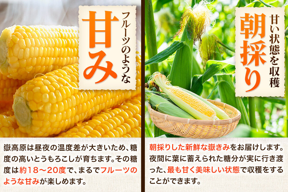 【26年7月～発送】とうもろこし 朝採り 嶽きみ（だけきみ） 10本 L～2Lサイズ 冷蔵 青森県 弘前市 [とうもろこし 朝採り 嶽きみ だけきみ 冷蔵 高糖度]