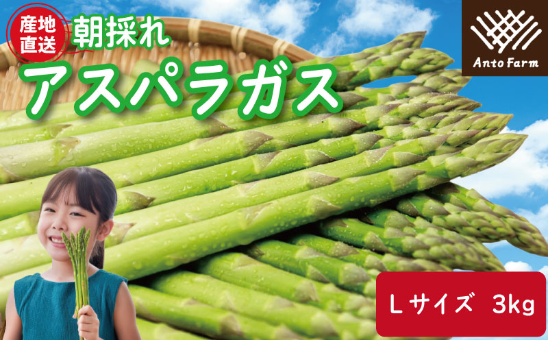 アスパラガス Lサイズ 3kg 2025年 3月から9月末まで発送 せいくらべ アスパラ 季節 春 野菜 新鮮 旬 煮物 炒め物 漬物 鍋 味噌汁 家庭用 弁当 惣菜 おかず 健康 栄養 Anto Farm 阿南 徳島