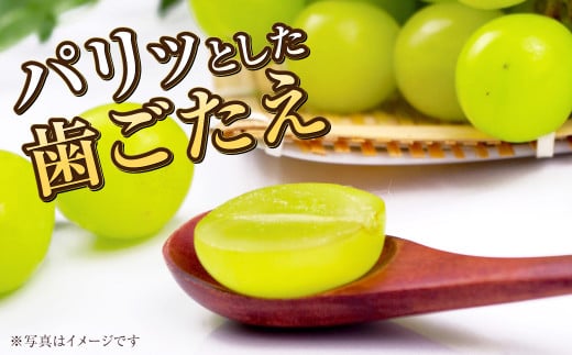 ご家庭用 岡山県産 シャインマスカット 晴王 約600g（600g×1房） 【2025年8月下旬～11月下旬迄発送予定】 果物 くだもの フルーツ ぶどう ブドウ 葡萄 マスカット
