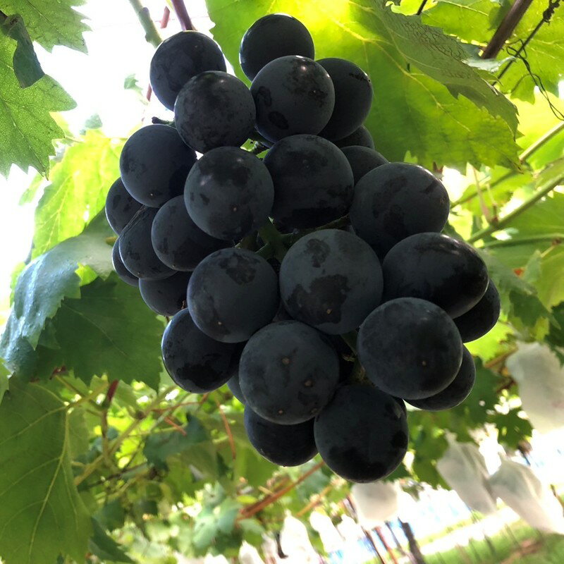 【ふるさと納税】2026夏発送【先行予約】訳あり黒ぶどう2房入（1kg以上）（2026年8月上旬～発送） くだもの 果物 フルーツ 詰め合わせ 先行予約 ふるさと納税 ぶどう ブドウ 葡萄 セット 詰め合わせ 期間限定 くだもの 果物 先行申込 農家応援 生産者応援 送料無料