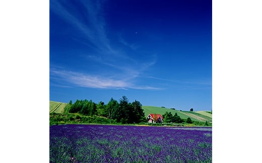 ラベンダーの香る頃