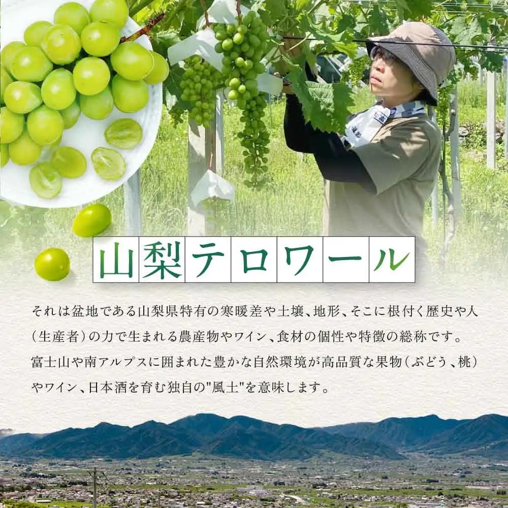 特別栽培 減農薬 シャインマスカット 2房 1.2㎏ 山梨シャインマスカット