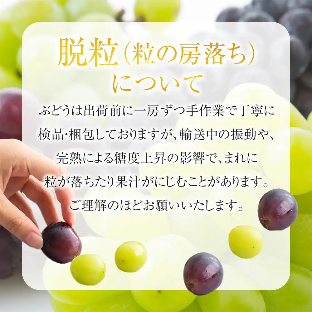紀州有田産の種なし巨峰ぶどう約２kg【先行予約】【2026年8月中旬以降発送予定】  巨峰