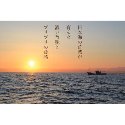 ふるさと納税 苫前町 【急速冷凍】北海道苫前産イバラエビ　500g×2《数量限定》(えび・海老・北海道・小分け・生) |  | 03