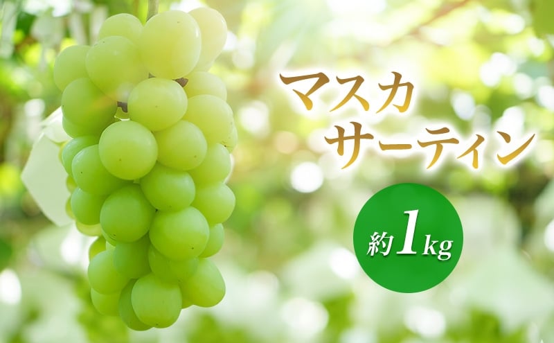 
            2026年産マスカサーティン 約1kg　種なし 果物 葡萄 ぶどう マスカット フルーツ 長野県 駒ケ根市 [№5659-1691]
          