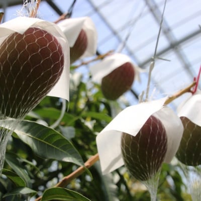 【2025年7月中旬より順次発送】完熟マンゴー約2kg(4～6個:化粧箱入り)、家庭用(B級品)【配送不可地域：離島】