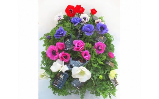 季節の花苗セット　アネモネ ／ お花 ガーデニング 鑑賞 埼玉県 No.019