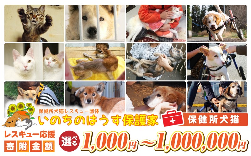 
                  【選べる寄附金額】保健所犬猫レスキュー【返礼品なしのご寄附】
                