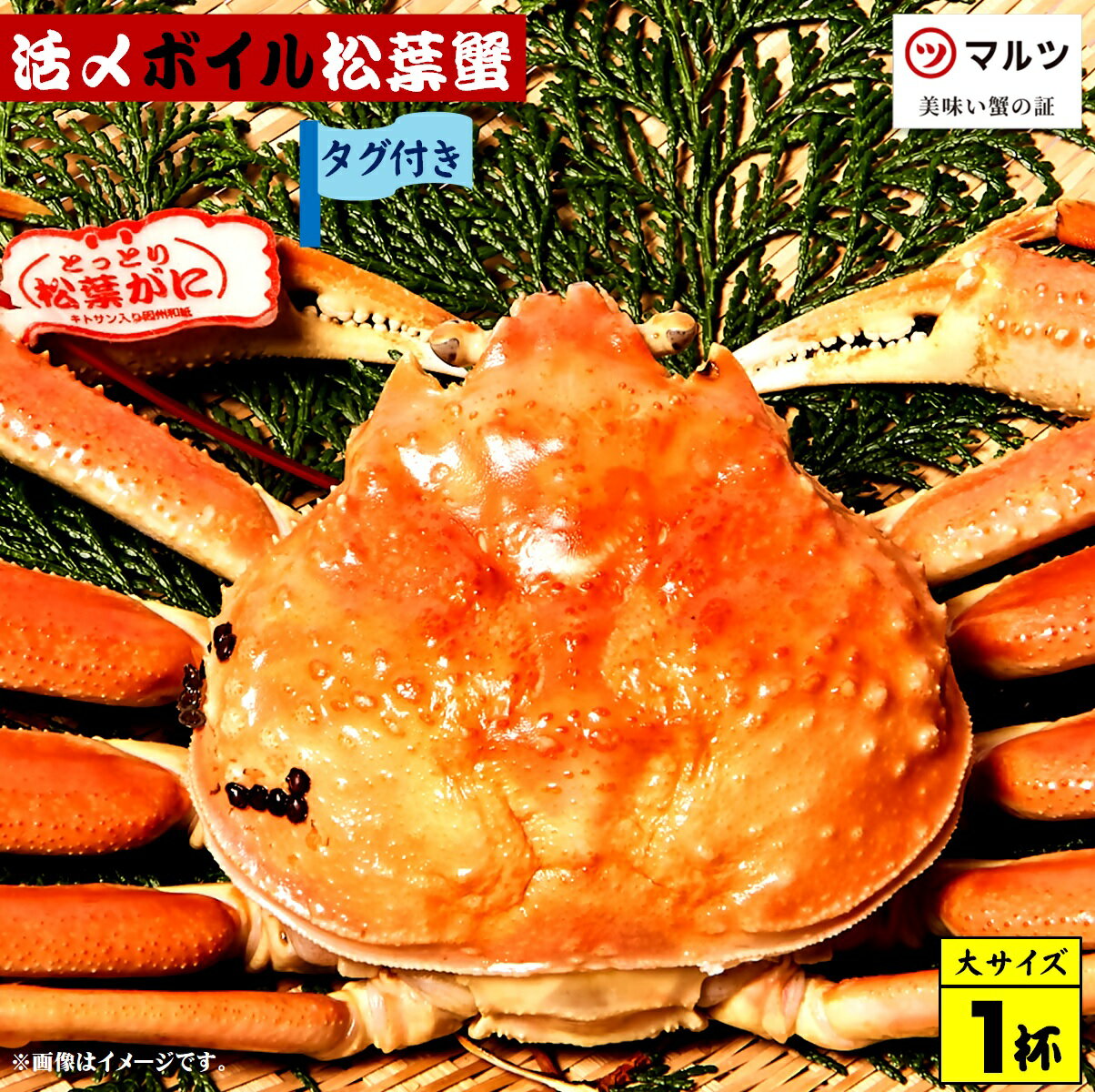 【ふるさと納税】先行予約【赤タグ付き】活〆ボイル松葉蟹（大）800g以上×1杯 冷蔵 境港産【25-120-001】【老舗「蟹専門店」株式会社マルツ】松葉がに ボイル済 かに カニ 蟹 弾力 歯ごたえ 甘み 海の幸 鳥取県産 鳥取県 米子市 期間限定