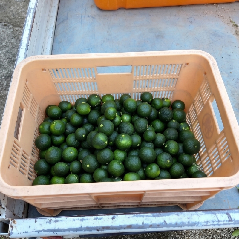 【2026年8月上旬より順次発送】すだち 2.5kg  家庭用 愛媛県産 |  不揃い キズあり 訳あり フルーツ 果物 くだもの 農家直送 スダチ すだち果汁 焼き魚 ぶり しいたけ お酒 酢 旬 