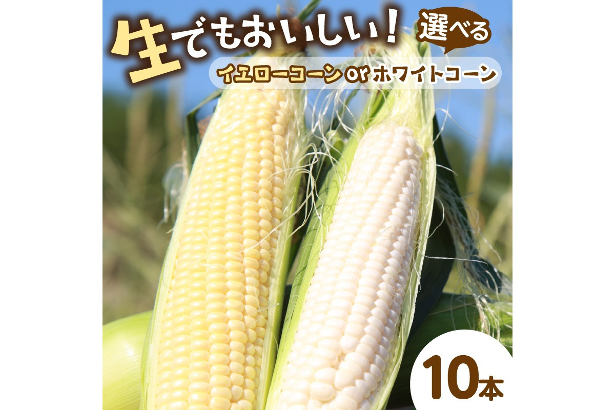 
            【先行予約】 生食も！高糖度！もぎたて！ フルーツトウモロコシ（3種よりお選びください：ホワイトコーン イエローコーン ホワイトコーン＆イエローコーン）　DE00125・DE00126・DE00131
          