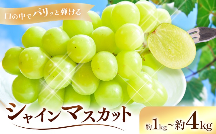 
            【2026年先行予約】シャインマスカット 選べる 約1kg(2房) 約2kg(4-5房) 約4kg(6-10房) Kazu Farm《2026年9月上旬-10月中旬頃出荷》 岡山県 浅口市 岡山県産 ぶどう フルーツ 果物 くだもの 送料無料
          