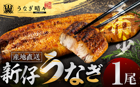 うなぎ晴々 蒲焼き 新仔 1尾 うなぎ