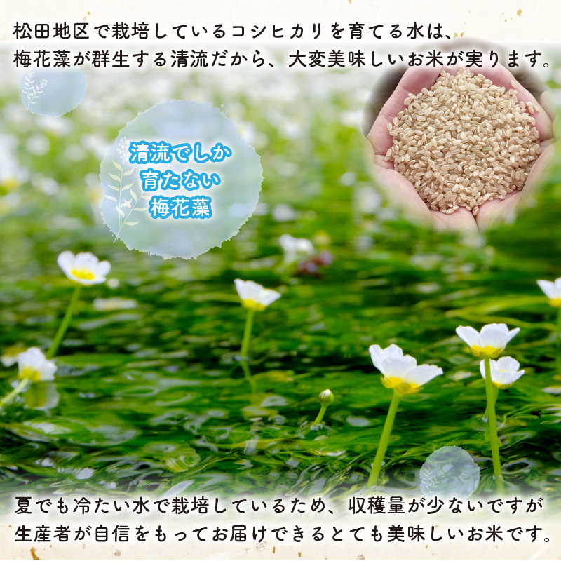 【先行予約】令和8年産 梅花藻が群生する清流で育てたコシヒカリ（玄米 5kg×1袋）※2026年9月下旬以降順次発送予定 [A-040028]