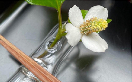 【ステンドグラスのある暮らし】花一輪 箸置き 5個セット＜ウェーブGグラス工房＞那珂川市 ステンドグラス インテリア 一輪差し 植物 花 観葉植物  10000 10000円 [GAW021]