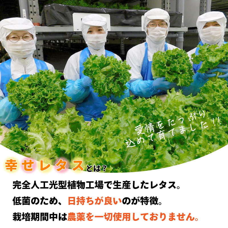 定期便 6回 野菜 詰め合わせ セット レタス 計14個 サラダ グリーンリーフレタス 6個 フリルレタス 8個 水耕栽培 幸せレタス