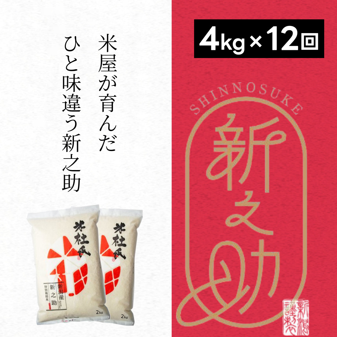 
             【12ヶ月定期便】 特別栽培米 新之助 4kg (2kg×2袋)×12回 米杜氏 壱成 白米 精米 大粒 つや 光沢 弾力 芳醇 1H45121
          