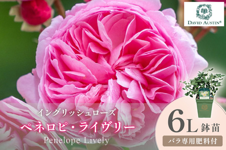 【イングリッシュローズ】デビッド・オースチン ペネロピ・ライヴリー 6L鉢苗（バラ専用肥料付）【025D-058】