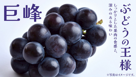 巨峰 2.5kg (4～6房)【2026年8月下旬発送開始】(茨城県共通返礼品：大子町)