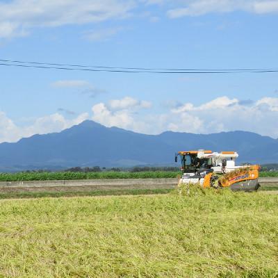 ふるさと納税 上越市 お米マイスターが育てた特別栽培米 精米コシヒカリ 上越産 令和7年産 4kg(2kg×2袋)無洗米 |  | 01