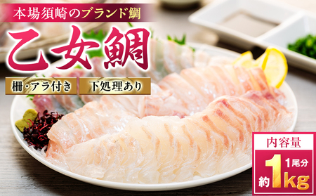 【 鯛 】 乙女鯛 アラ付き 1kg
