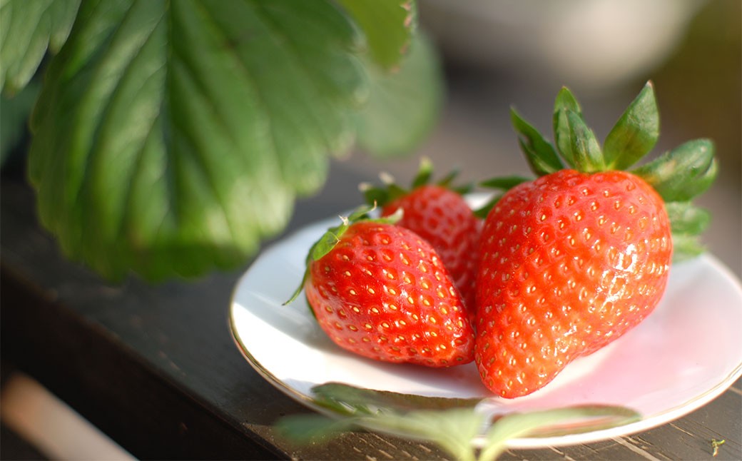 のらくら農園の新鮮いちご・たっぷりセット 合計1500g （250g×6パック） 【指定日必須】 【2026年3月上旬～3月下旬迄発送予定】 ／ いちご イチゴ 苺 章姫 パック 果物 くだもの フル