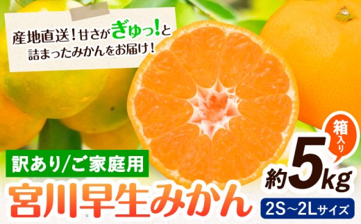 訳あり 宮川 早生みかん 約 5kg  (2S～2Lサイズ) 笑いの里のTommyファーム《11月下旬-2027年1月上旬頃出荷》和歌山県 日高川町 みかん 早生 ご家庭用 旬 柑橘 フルーツ 果物 ミカン 柑 家庭用 産地直送 箱入り わけあり