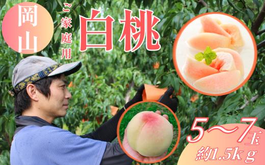 【ご家庭用】 岡山白桃 5～7玉（約1.5kg以上） 【2026年6月下旬～8月下旬発送予定】 白桃 桃 もも フルーツ くだもの 果物 果実 デザート 冷蔵 国産 岡山県 倉敷市