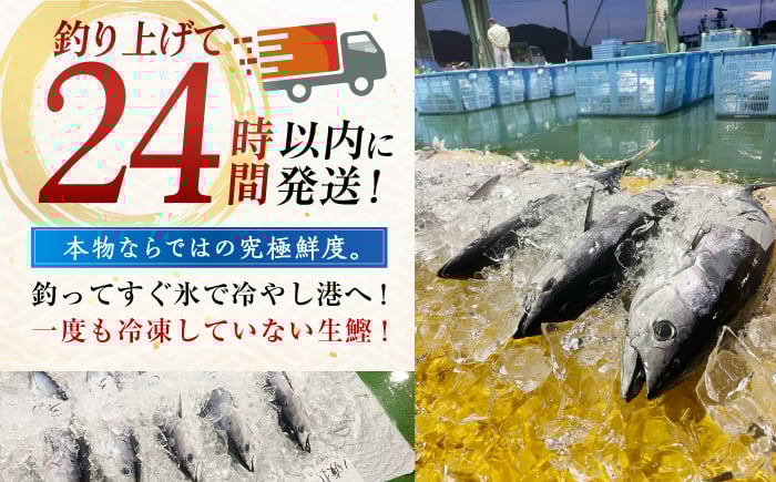 冷凍していない生鰹 高知県産 土佐久礼 藁焼き生鰹たたき 約350g 魚介類 魚 お魚 刺身 初鰹 戻り鰹 [ATBE027]
