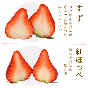 冷凍 いちご 500g 高級 いちご 苺 イチゴ MIX