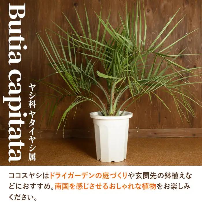観葉植物 ココスヤシ 鉢底より高さ約100cm 観葉植物 【kurk PLANT LEATHER】 i906