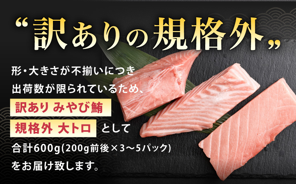 みやび鮪 訳あり 規格外 大トロ 600g (200g前後×3～5パック) ＋ 鯛めしの素2袋 