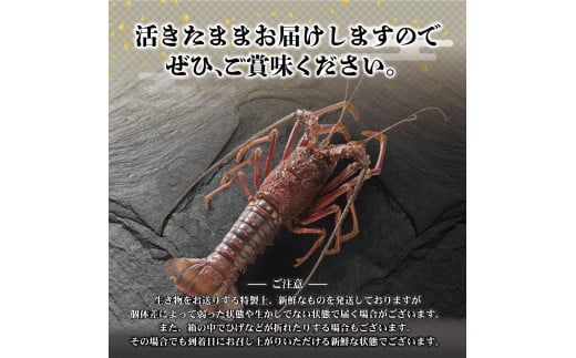 2月直送便 土佐獲れ 活伊勢海老 約700g（２尾～４尾） 天然 