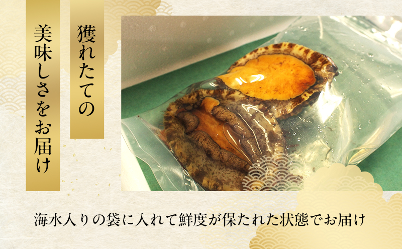 天然活アワビとサザエ （アワビ 1個入 / サザエ 2個入） 兵庫県 洲本市 淡路島