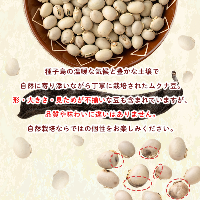 n428 数量限定！種子島産 ムクナ豆(200g) 国産 八升豆 ハッショウマメ 豆 マメ 自然栽培 野菜 【永濱農園】