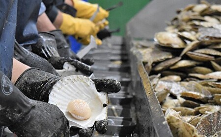 北海道産 天然ほたて貝柱 冷凍 1kg×1袋 チャック付き袋入り（網走加工） 【 ホタテ ほたて 帆立 貝柱 ホタテ貝柱 ほたて貝柱 帆立貝柱 玉冷 ホタテ玉冷 ほたて玉冷 帆立玉冷 刺身 ホタテ刺身