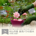 【ふるさと納税】食用バラ苗木 裸苗 1本 バラ 苗 植物 花 薔薇 バラ苗 植物 鑑賞 ローズ ガーデニング 薔薇苗 フラワー 山形県村山市産 送料無料