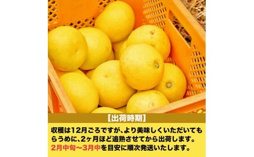 早期予約受付開始 あわ地区 文旦 訳あり 家庭用 10kg 2月中旬より順次発送