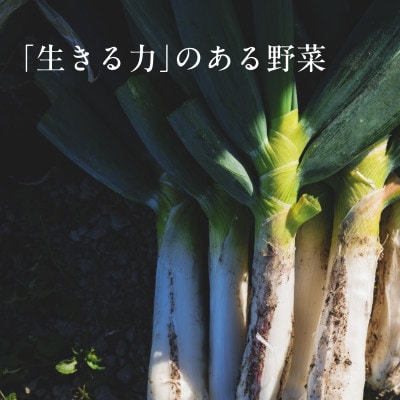 【毎月定期便】しあわせ野菜畑の有機野菜　Lセット　(安心の有機JAS認証　オーガニック野菜)全6回【配送不可地域：離島・北海道・沖縄県・四国・九州】