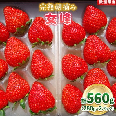 [数量限定] 完熟朝摘み 女峰 560g 澳原いちご農園【配送不可地域：離島】【1680084】