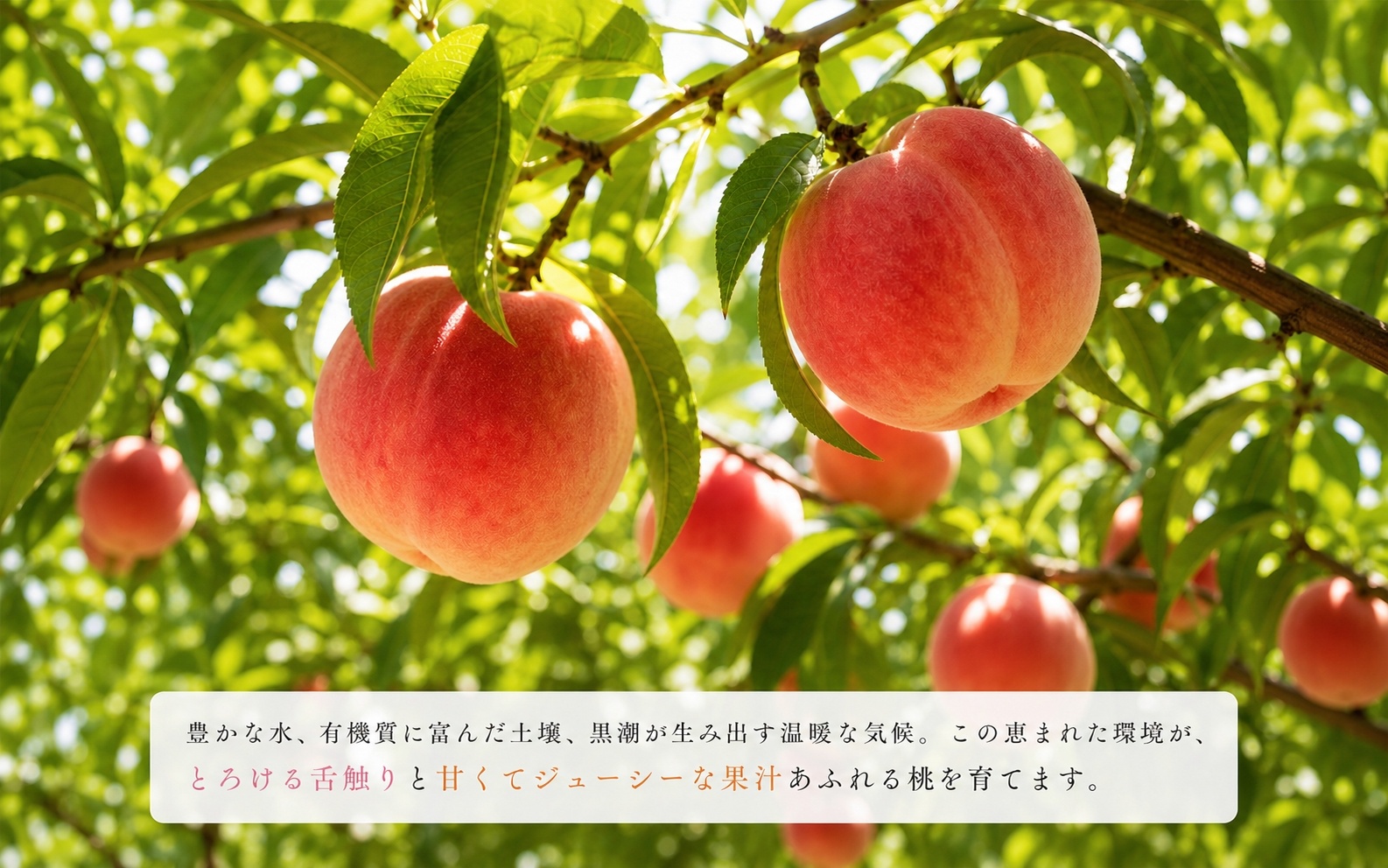 紀州和歌山産の桃　約1.8kg　化粧箱入　※2027年6月下旬頃〜8月上旬頃順次発送（お届け日指定不可）【uot720-2】