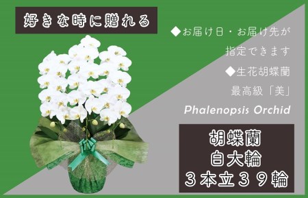 3本立て 胡蝶蘭 39輪～42輪 白色【木製大型木札 または メッセージカード 付き】