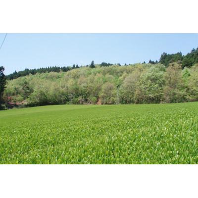 ふるさと納税 八女市 【夏季限定】深蒸し八女茶　(翠・水出し煎茶)　3袋入り |  | 03