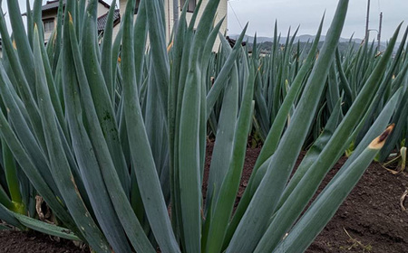 葱 【先行予約】【2025年11月発送開始】なべちゃん葱（土付き） Lサイズ2.5kg [AICO004] 葱