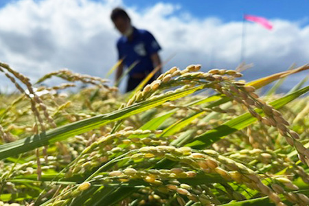 米 新米 令和7年 ゆめぴりか 玄米 30kg [JA新すながわ 北海道 砂川市 12260853] 令和7年産 お米 農協